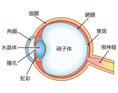 硝子体（しょうしたい）手術について：眼科：診療案内：日帰り網膜硝子