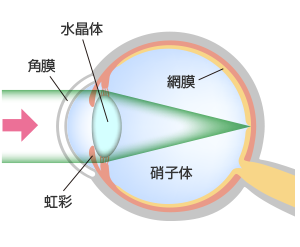 正常な眼球