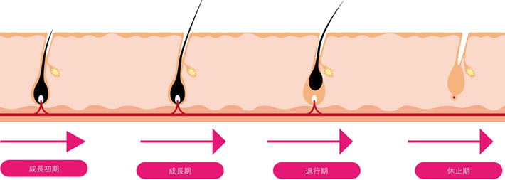 毛周期（毛の生え変わり）について